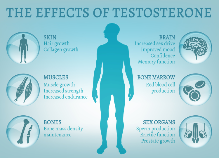 Testosterone effects Infographic image isolated on a light blue background